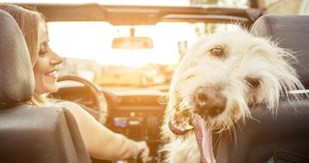 Woman and her labradoodle dog driving with the car