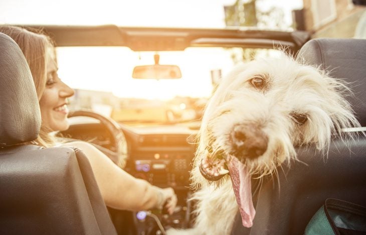 Traveling With a Dog in a Car: Essential Tips for Safe Trips