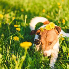 Brown and white dog among yellow flowers