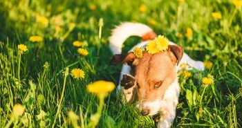 Brown and white dog among yellow flowers