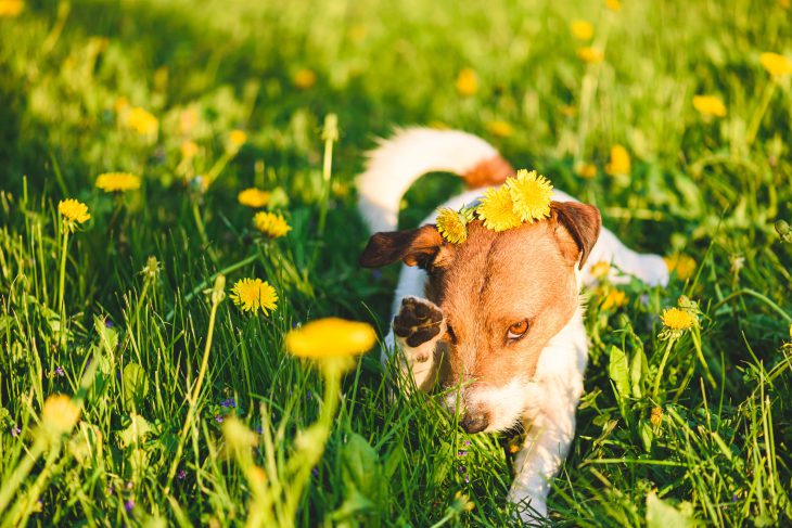 Brown and white dog among yellow flowers