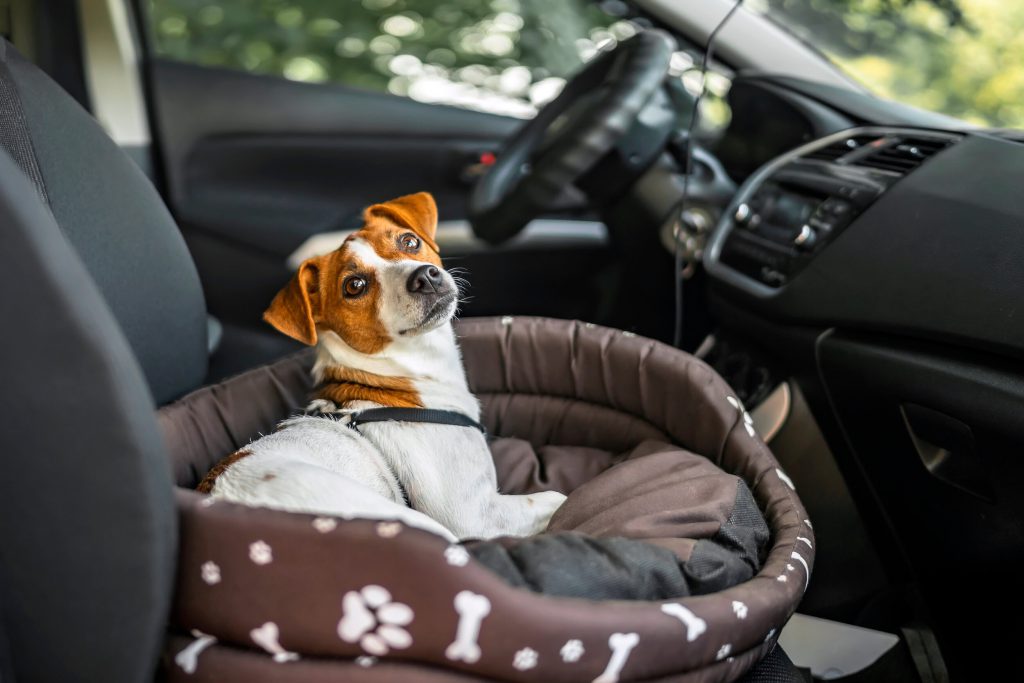 Brown and white dog in a dog bed on the passenger seat in a car. 