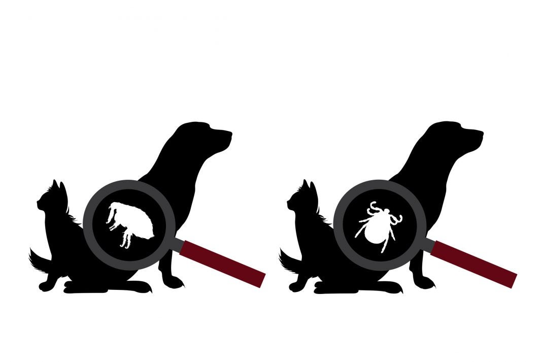 black and white graphic of dog cat flea and tick