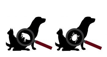 black and white graphic of dog cat flea and tick