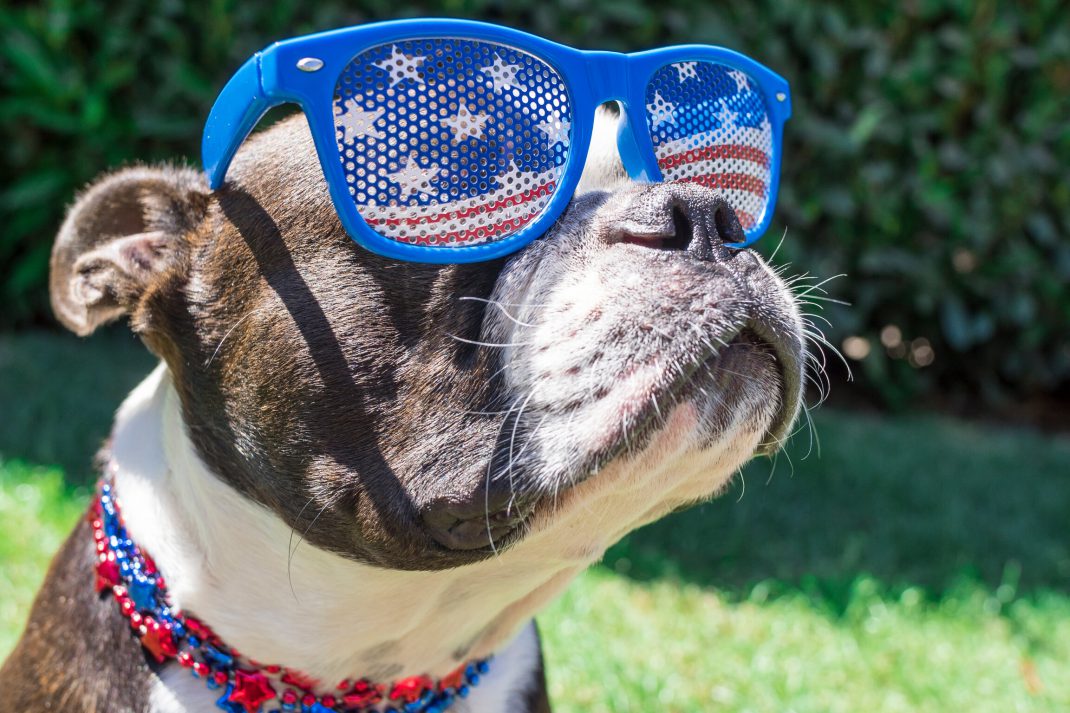 Dog in July 4th sunglasses