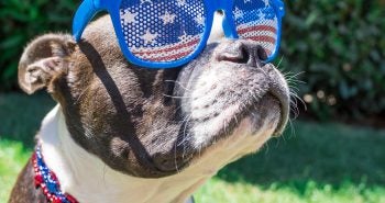 Dog in July 4th sunglasses