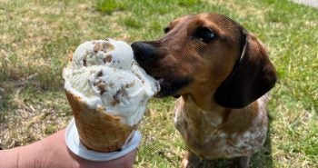 Dog licking an ice cream cone