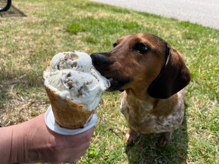 Dog licking an ice cream cone