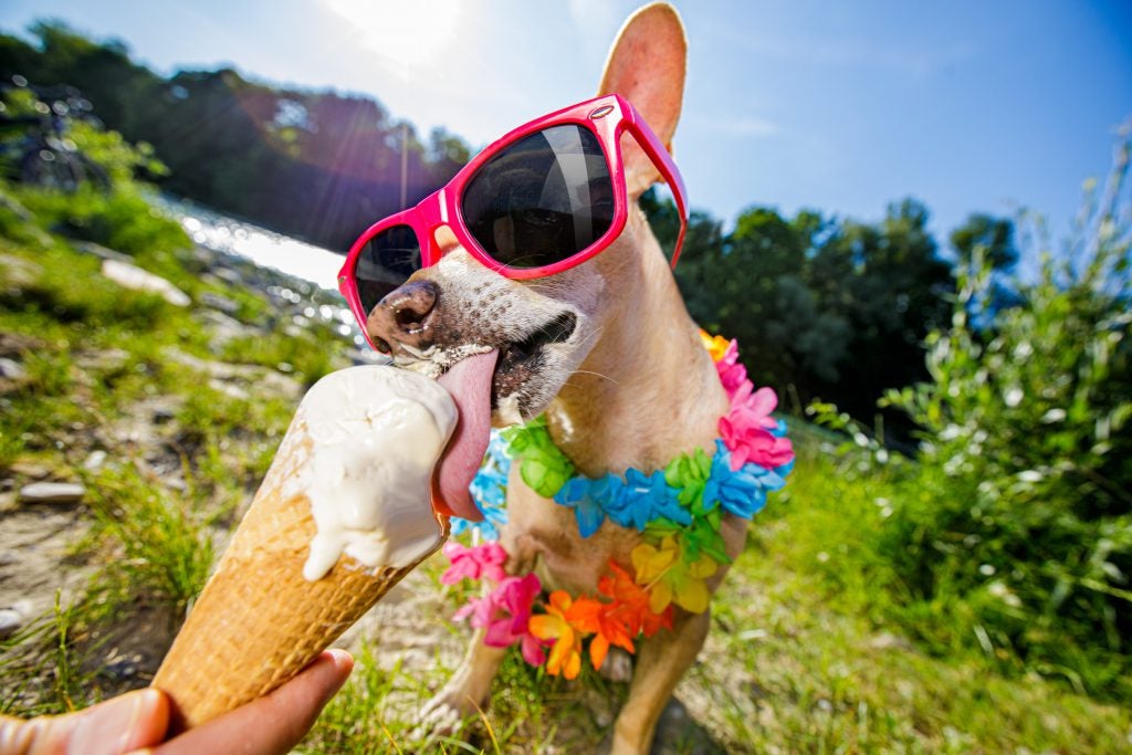 Dog wearing sunglasses and flower lei eating an ice cream cone