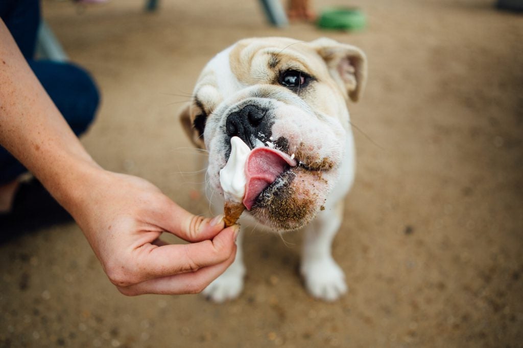 Dog licking an ice cream cone.