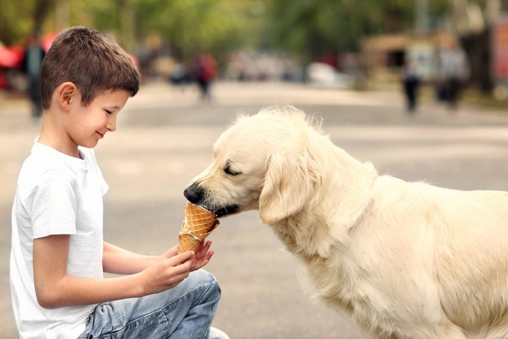 Boy feeding an ice cream cone to a large dog.