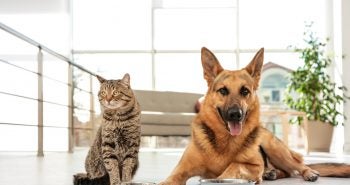 Dog and cat in front of their food bowls