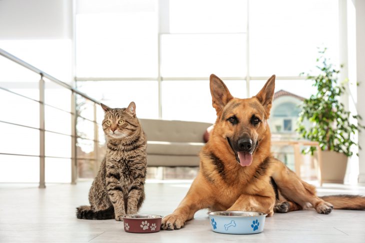 Dog and cat in front of their food bowls