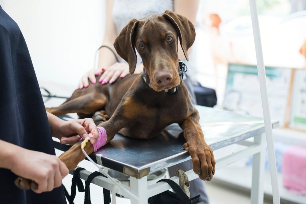 Doberman on exam table at the vet's office.