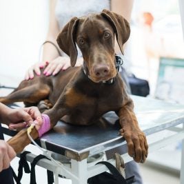 Doberman on exam table at the vet's office.