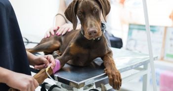 Doberman on exam table at the vet's office.