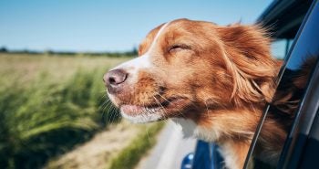 Dog hanging head out window of car