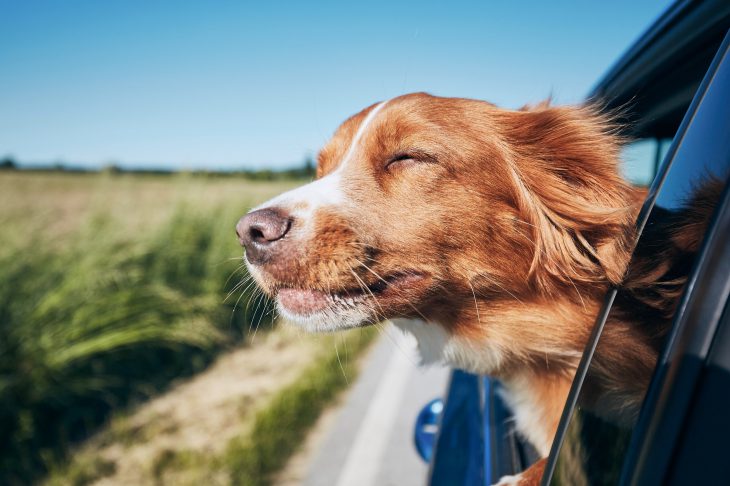 Dog hanging head out window of car