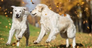 two white dogs playing in fall leaves