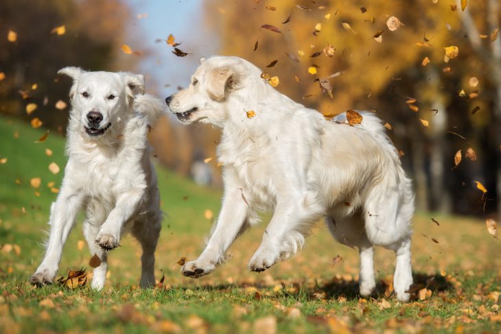 two white dogs playing in fall leaves