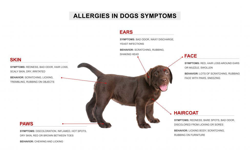 Graphic showing allergy symptoms in dogs, including itchy skin, hair loss, hot spots, swollen eyes, and inflamed paws. 