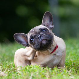 French bulldog itching her ears