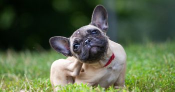 French bulldog itching her ears