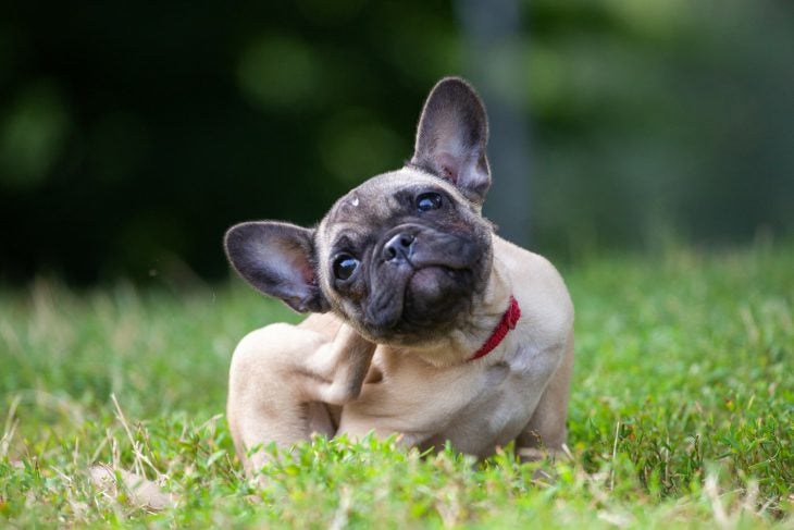 French bulldog itching her ears