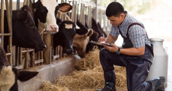 Farmer kneeling down in front of dairy cows and recording data.