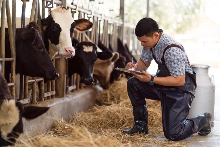 Farmer kneeling down in front of dairy cows and recording data.