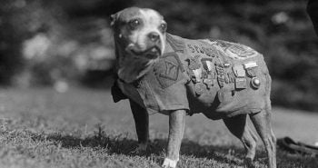 Sgt Stubby, a dog in his military uniform