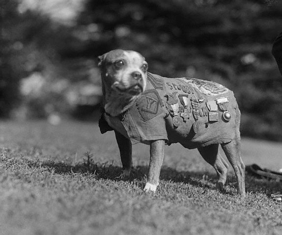 Sgt Stubby, a dog in his military uniform