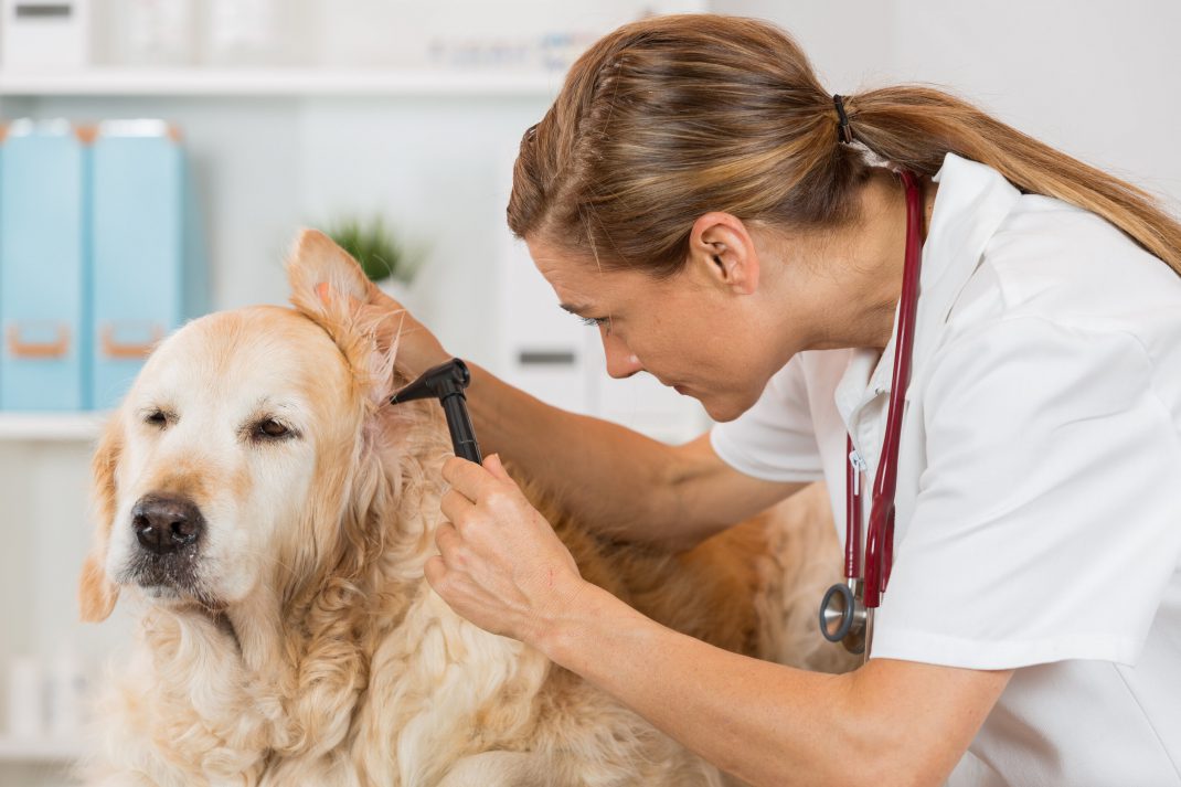 vet checking dogs ears