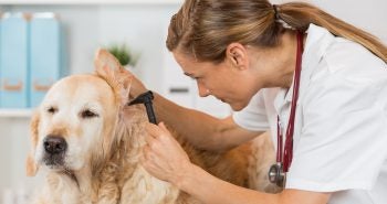 vet checking dogs ears