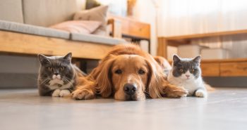 dog laying on the floor with 2 cats