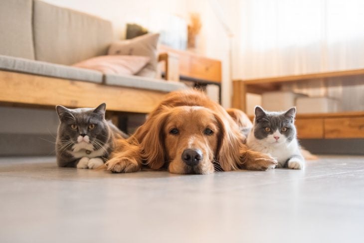 dog laying on the floor with 2 cats