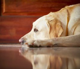 yellow dog resting