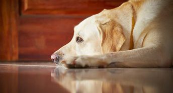 yellow dog resting