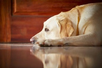 yellow dog resting