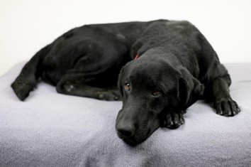Black dog resting on a white blanket.
