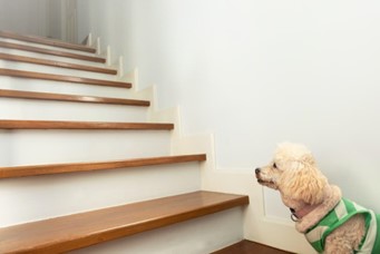 Small white dog with a green and white vest looking at a set of stairs. 
