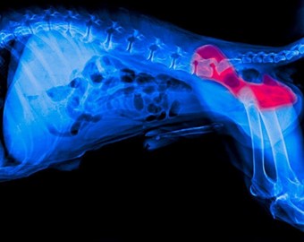 X-ray showing arthritis in a dog's hip area. 