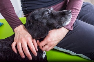 Older black dog showing white around the muzzle being petted by a woman. 
