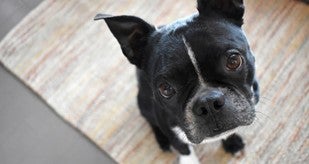 Boston Terrier looking up at camera.
