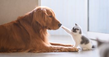 Large yellow dog with a small kitten
