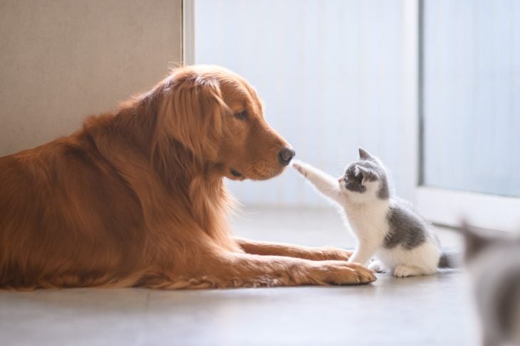 Large yellow dog with a small kitten