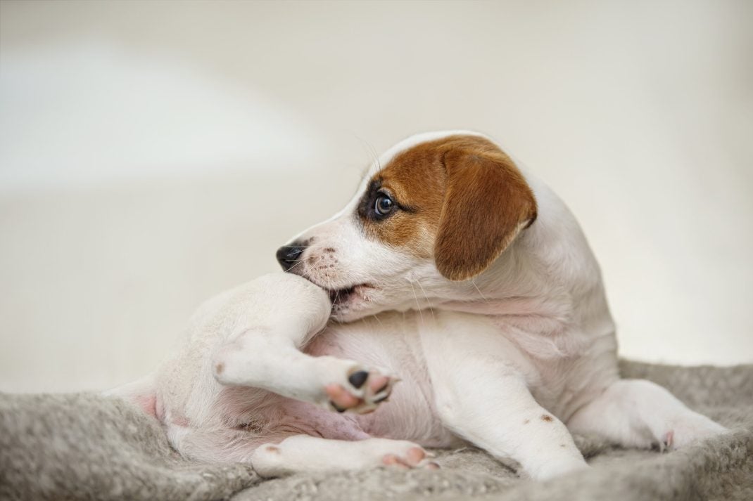 Brown and white dog biting his leg