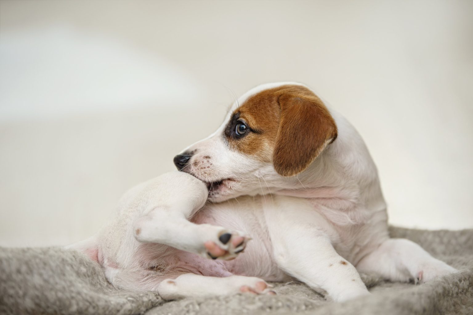 Stop The Itch Common Skin Conditions In Pets Allivet Pet Care Blog