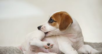 Brown and white dog biting his leg