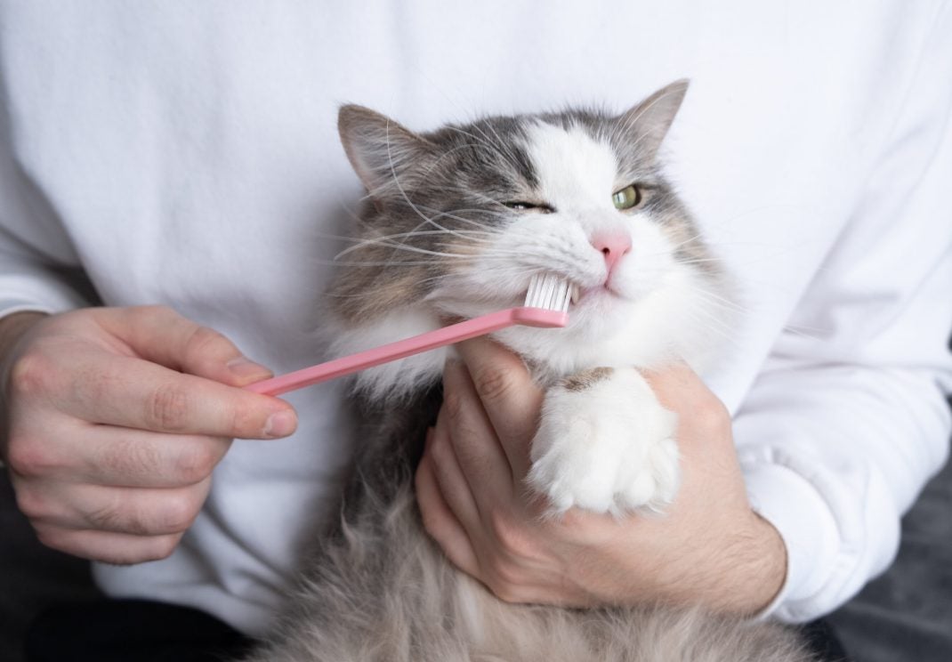 Many brushing gray and white cat's teeth.